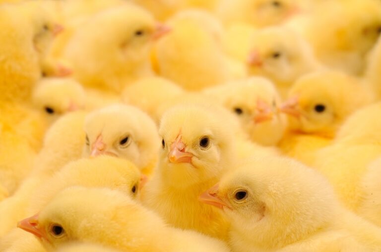 yellow chicks