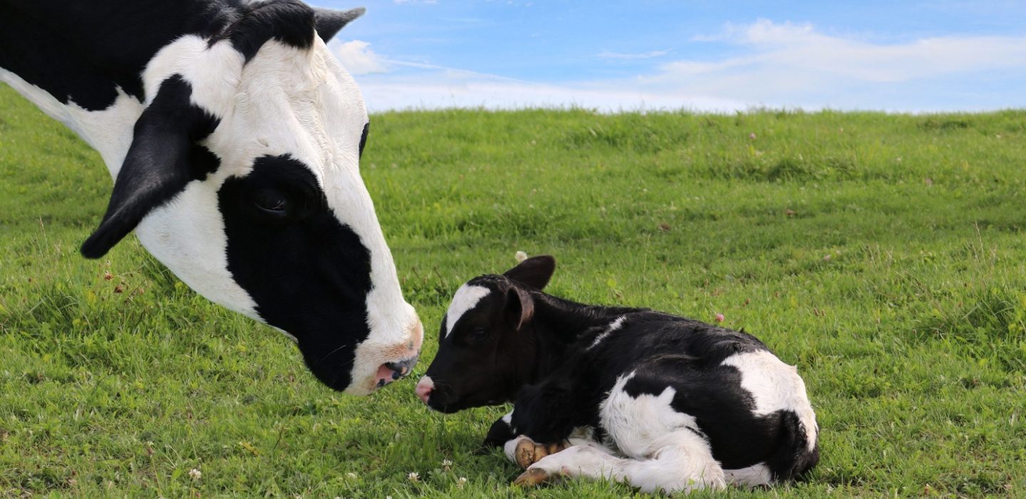 mother Holstein cow watching over her newborn calf in the meadow