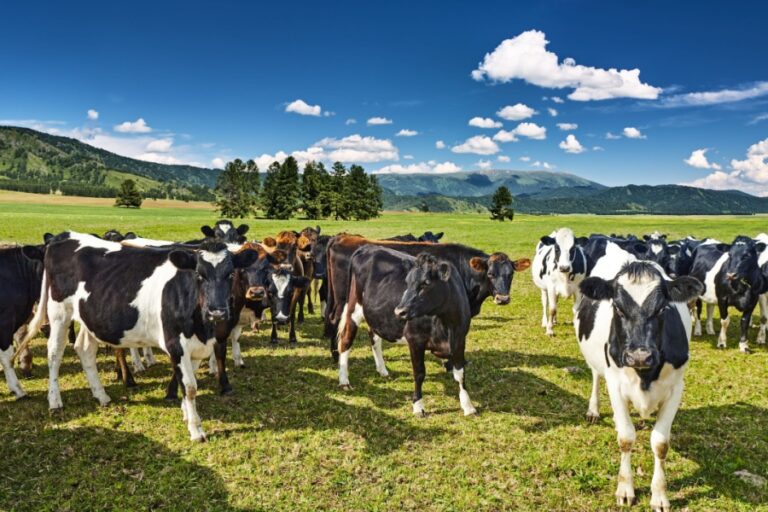 cows grazing