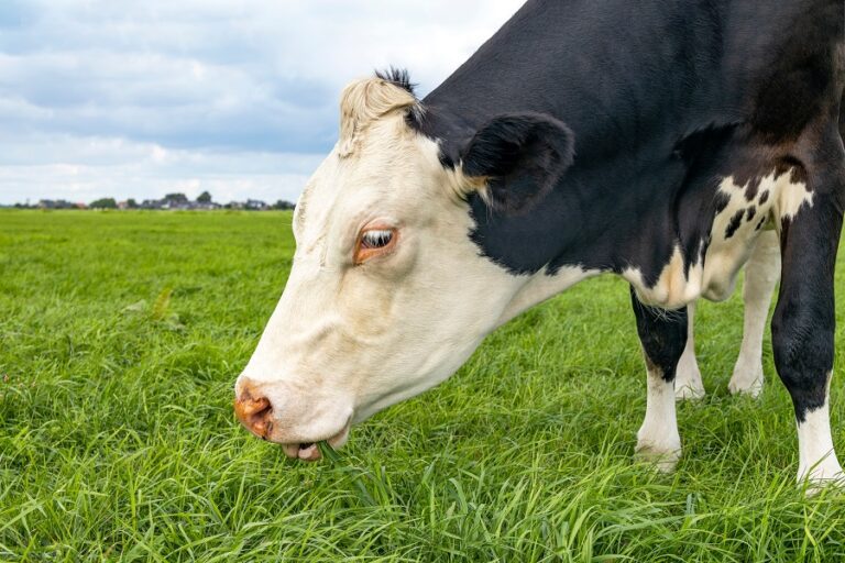 grazing cow