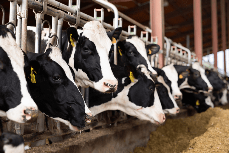 row of dairy cows eating