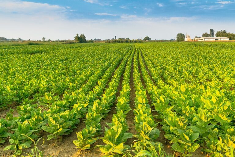 soybean field