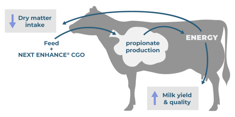 cgo cow - feed to milk 