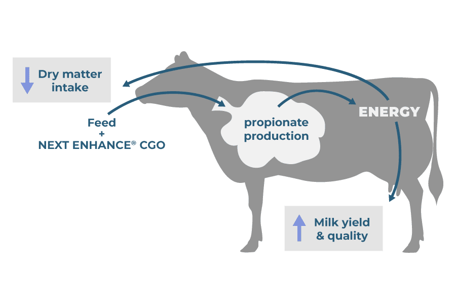 From Feed To Milk cow graphic