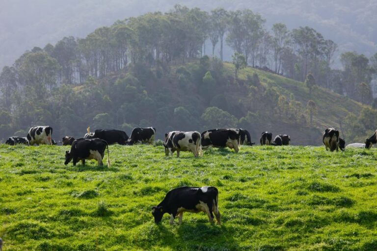 cows in beautiful green pasture with mtn in background