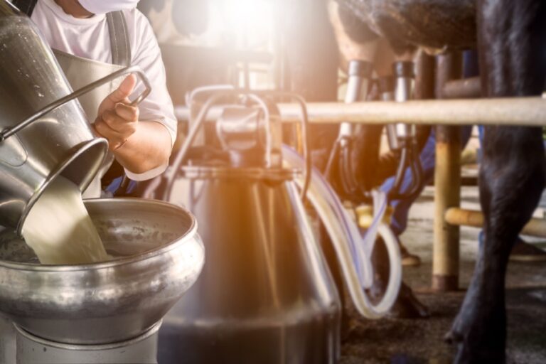 Farmer pouring raw milk into container with milking machine milking in dairy farm