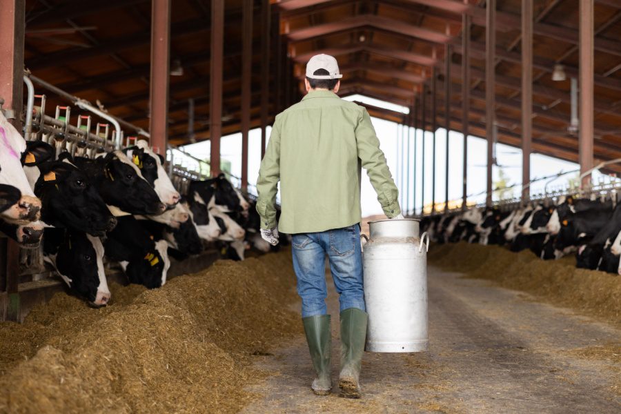 farmer carries milk can with cows in stall