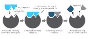 Illustration showing substrate breakdown