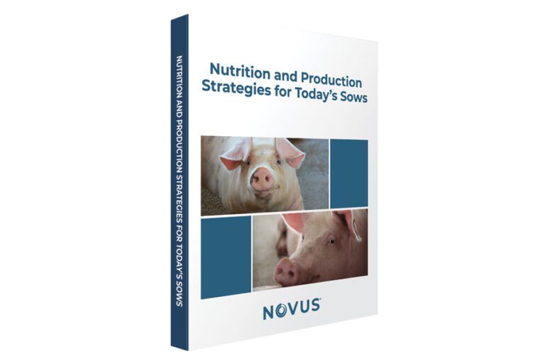 The cover of the SOW ebook