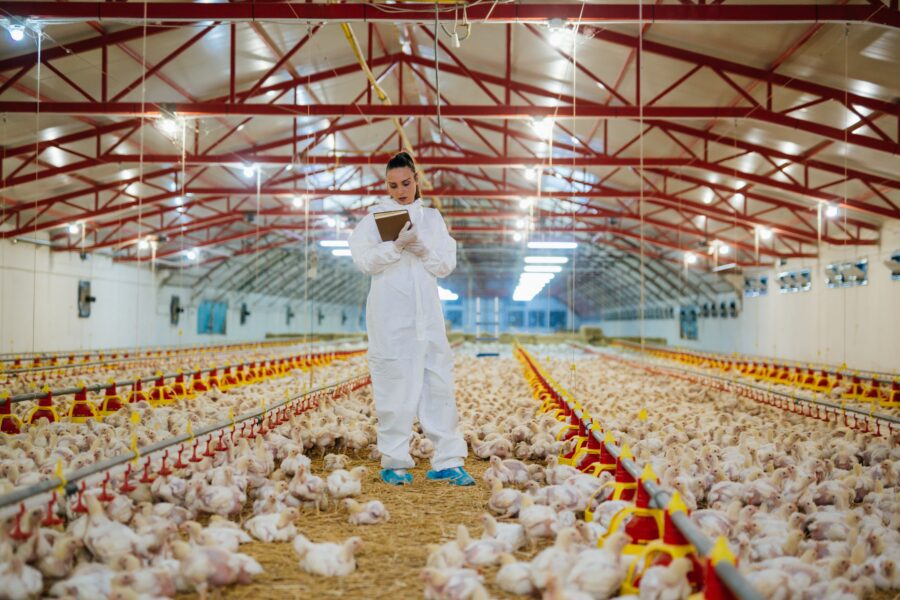 Female stands in poultry house with birds