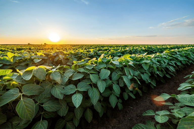 Soybean field at sunset
