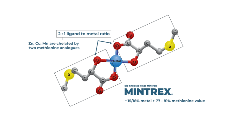 Molecular structure of MINTREX® Bis-Chelated Trace Mineral showing two HMTBa molecules bonded to a central metal (Zn, Cu, or Mn) – illustrates enhanced stability and improved bioavailability of the trace mineral supplement.