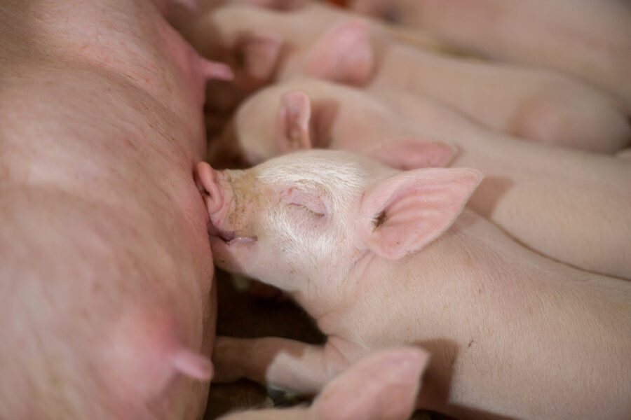 Close-up of a newborn piglet suckling from the sow, highlighting early-stage nutrition and maternal care in swine production.