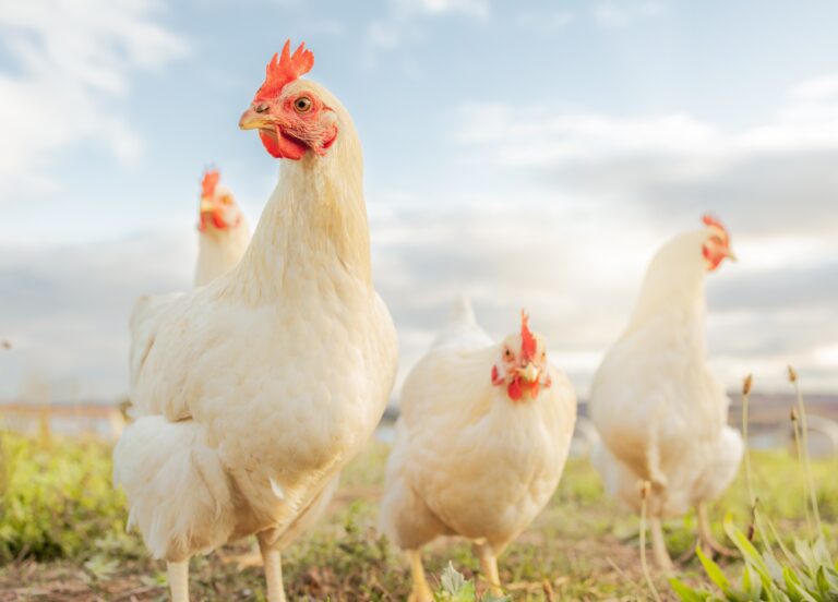 Chickens standing in front of a blue sky