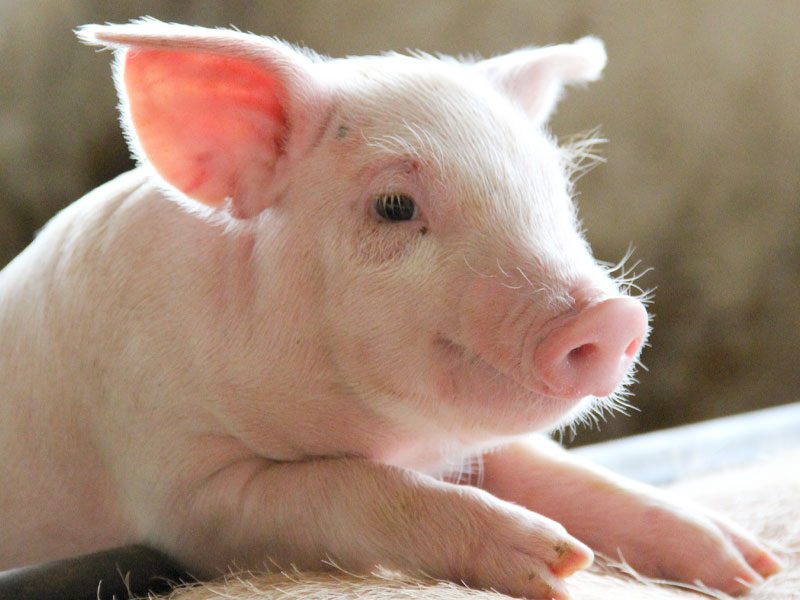 a healthy, pink nursery piglet resting contentedly.