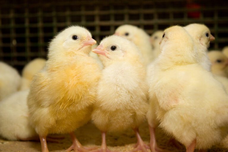 group of chicks huddled close together