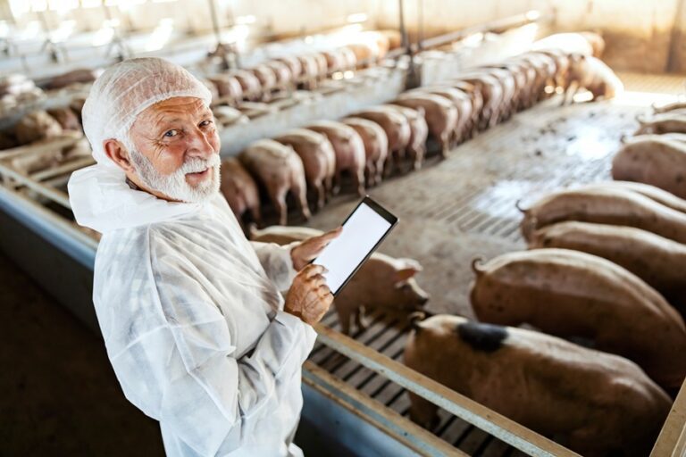 Standing near pigs, a man in coveralls holds a tablet.