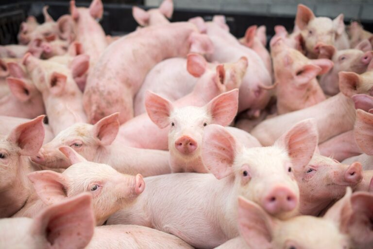 group of piglets in modern housing
