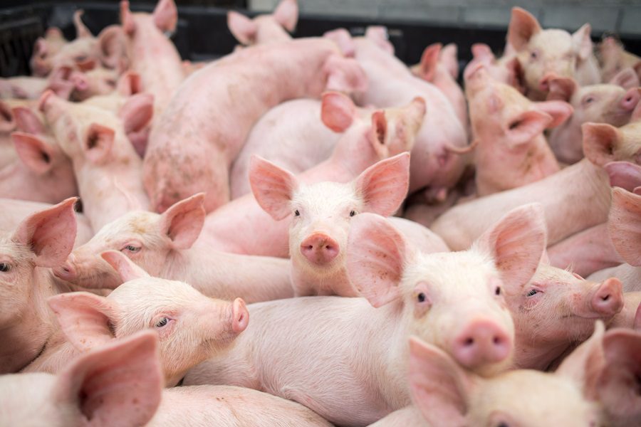 group of piglets in modern housing