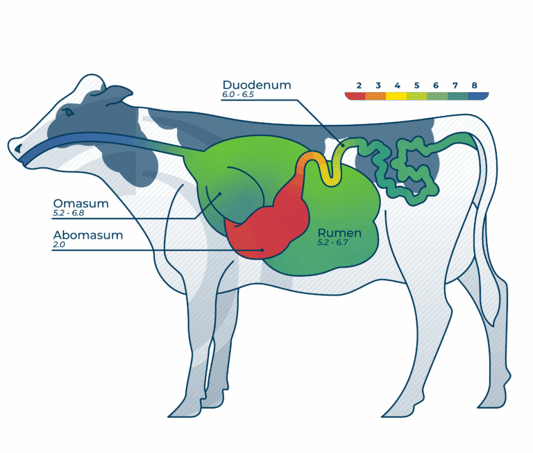 Cow with digestive tract illustration and pH levels