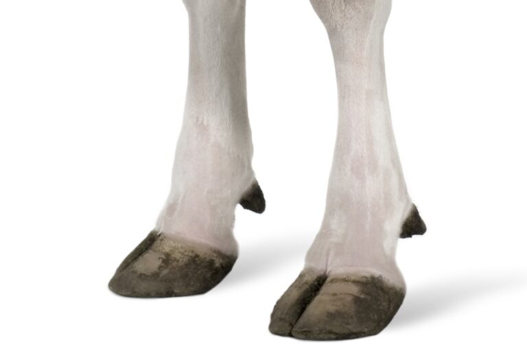 A set of cow hooves