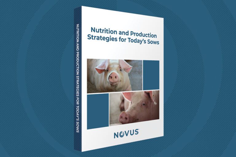 Front cover of Nutrition and Production Strategies for Today Sow Book