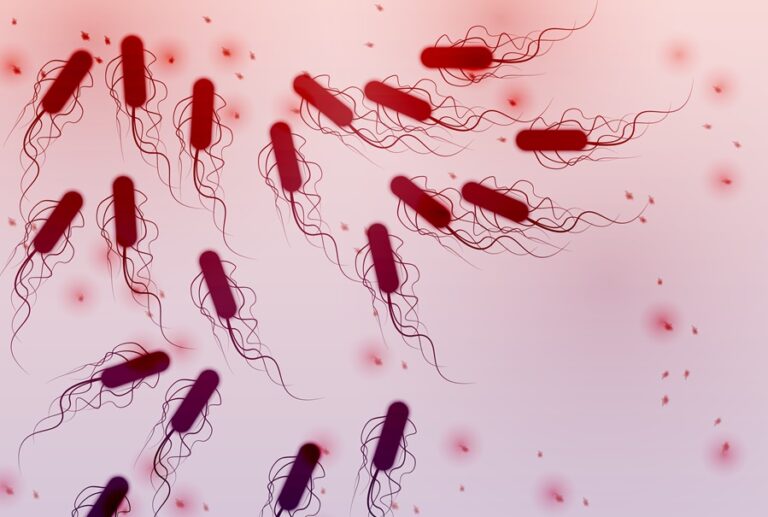 Escherichia coli bacteria