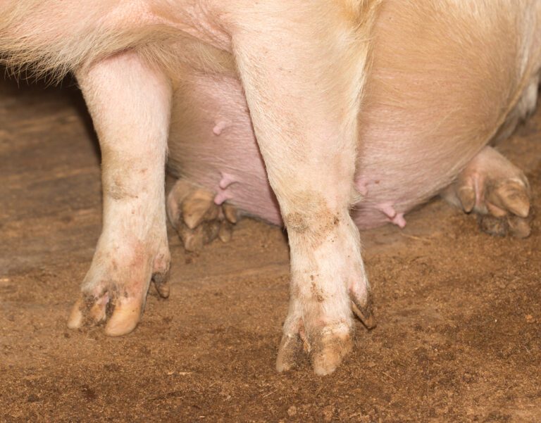 Close-up view of the lower body of a sow, showing the udder, legs, and hooves on a barn floor.