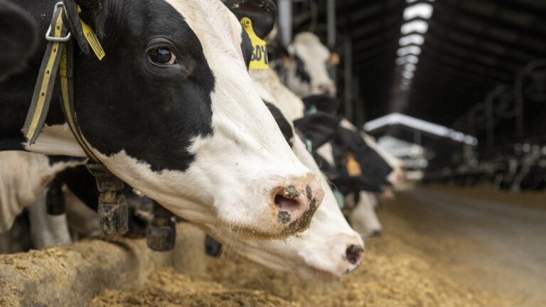 Alt Text: Close-up of Holstein dairy cows eating feed inside a barn, wearing yellow ear tags and collars, symbolizing intensive livestock management and herd nutrition in modern dairy farming.
