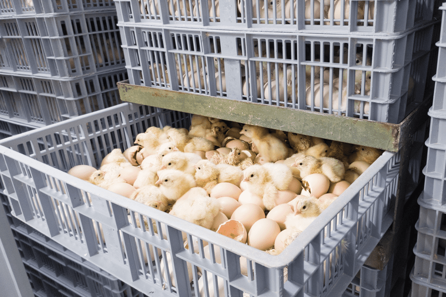 Chicks hatching in an incubator