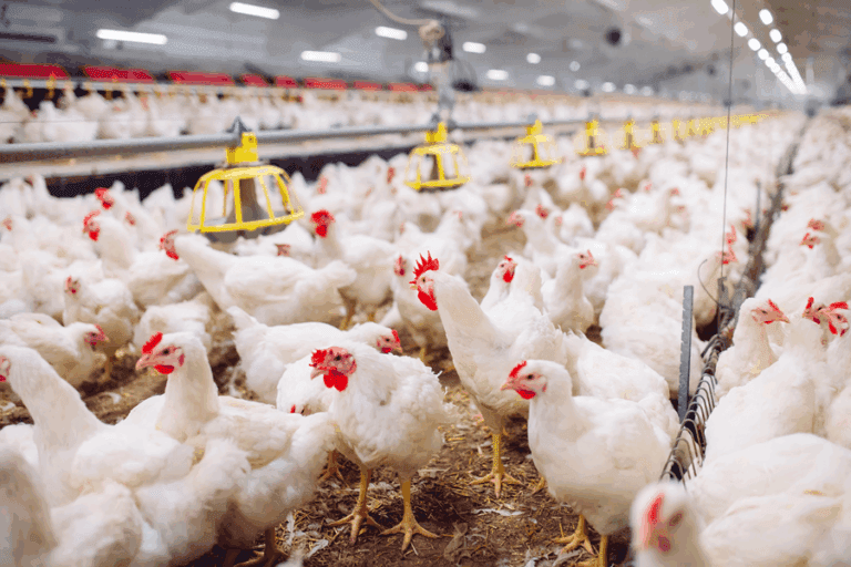Poules dans un bâtiment avicole industriel