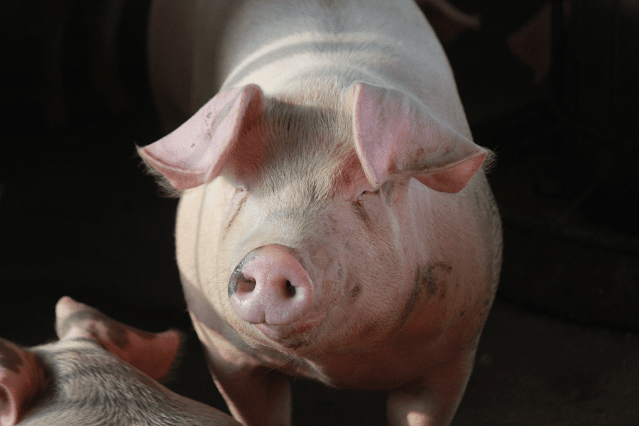 Suíno em crescimento e terminação