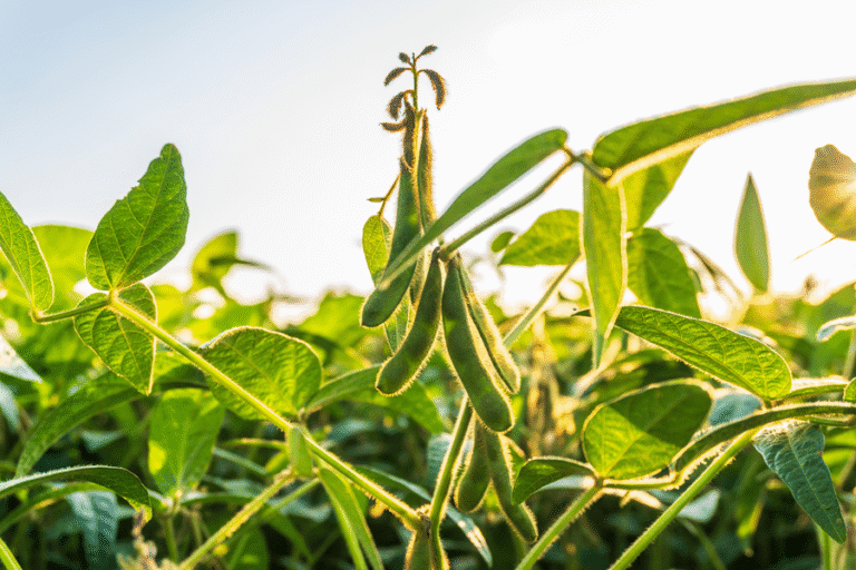 Soybean plant