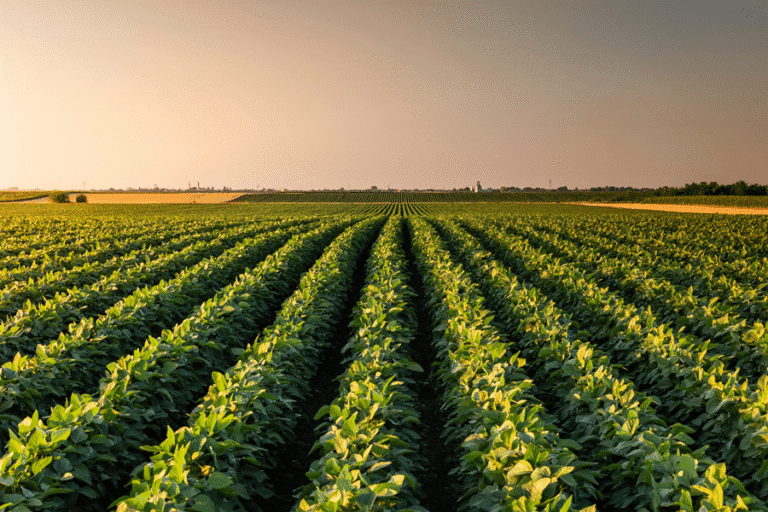 soybeans in a field