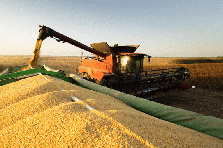 Soybeans being harvested