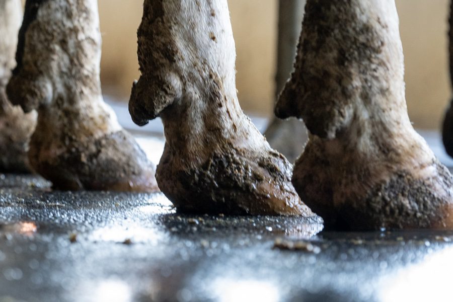 Gros plan sur les membres inférieurs et les sabots de vaches dans une étable avec un sol humide, dans une exploitation laitière.