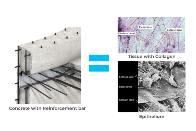 Visual analogy showing reinforced concrete next to collagen fibers in epithelial tissue to explain how collagen adds strength and structural integrity.