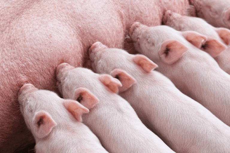 Close-up of a sow nursing healthy piglets, illustrating reproductive performance and litter vitality in modern production systems