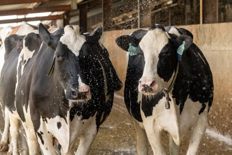 Holstein dairy cows walking through a barn alley with water spray, illustrating cooling management strategies to support cattle during heat stress conditions