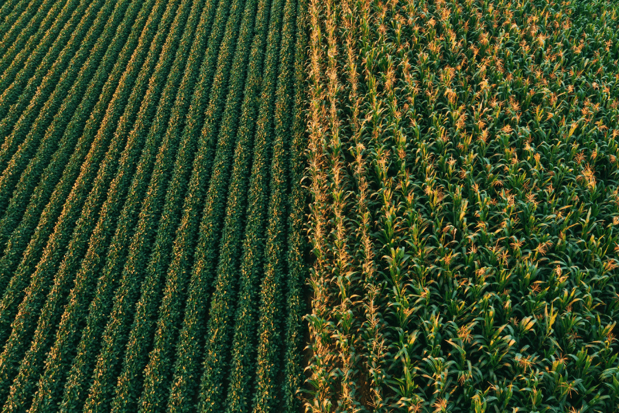 Aerial shot of cultivated soybean and corn field