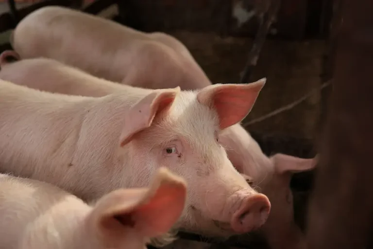 Close-up of several pigs with one pig in the foreground looking toward the camera.