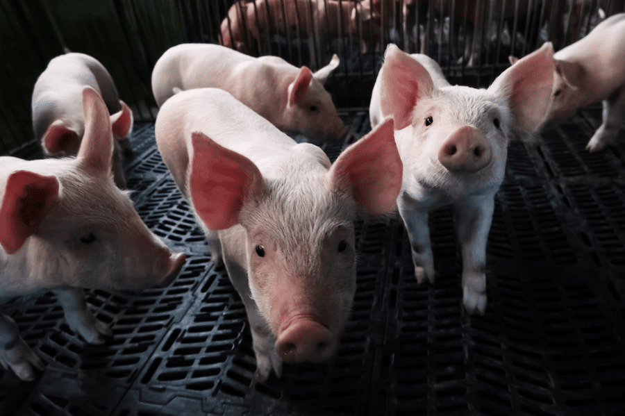 A photo of piglets
