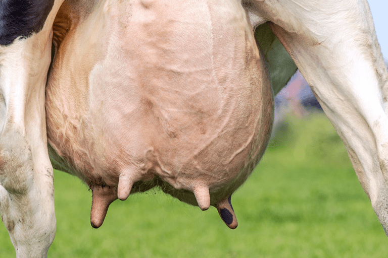 Subclinical Mastitis: A Hidden Challenge Affecting the Feed Mill