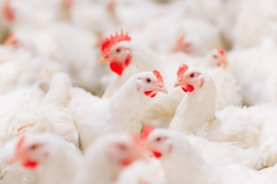 Flock of poultry in a commercial barn