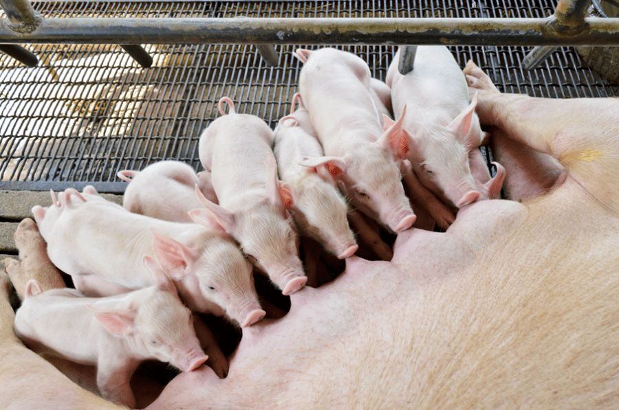 A photo of piglets and a sow