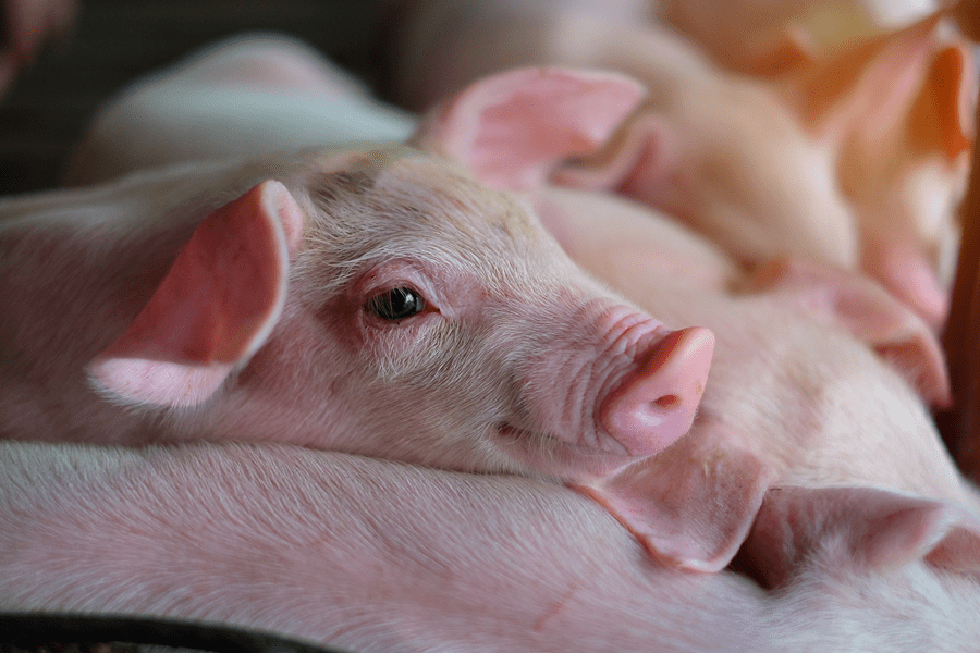 young pigs in a barn