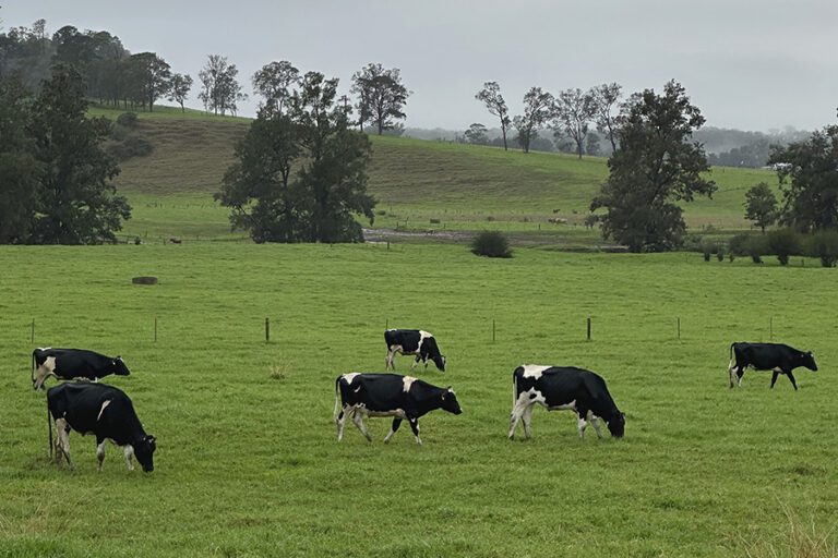 Black-and-white dairy cows grazing in a green pasture beneath an overcast sky, with rolling hills and scattered trees in the background.