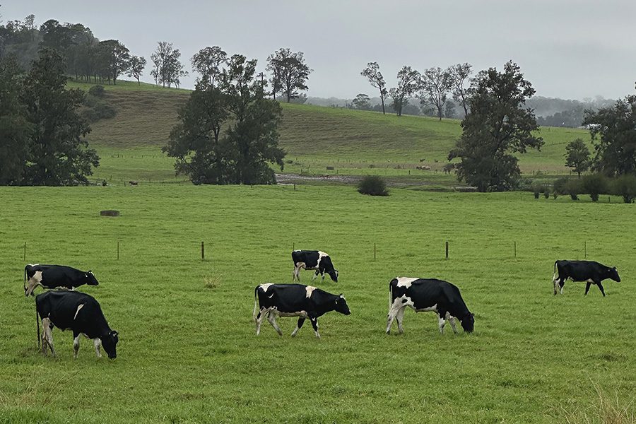 Black-and-white dairy cows grazing in a green pasture beneath an overcast sky, with rolling hills and scattered trees in the background.