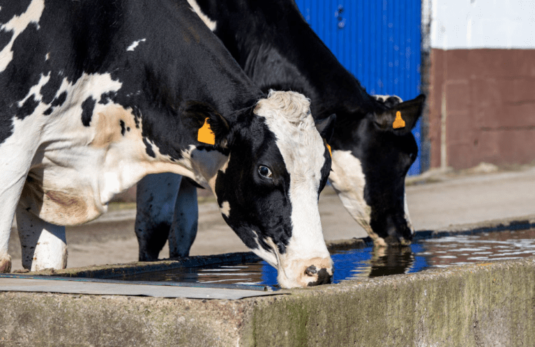 Dairy cows drinking water at a farm during hot weather.