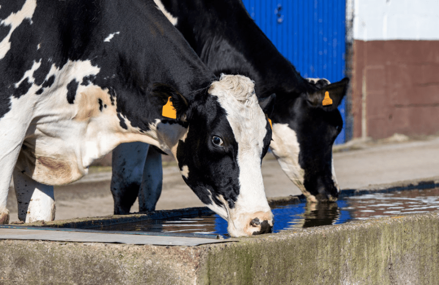 Dairy cows drinking water at a farm during hot weather.